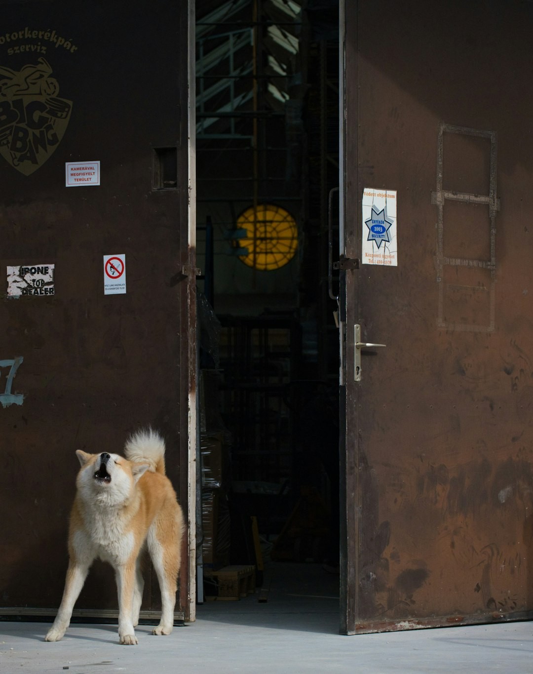 a brown and white dog standing in front of a door